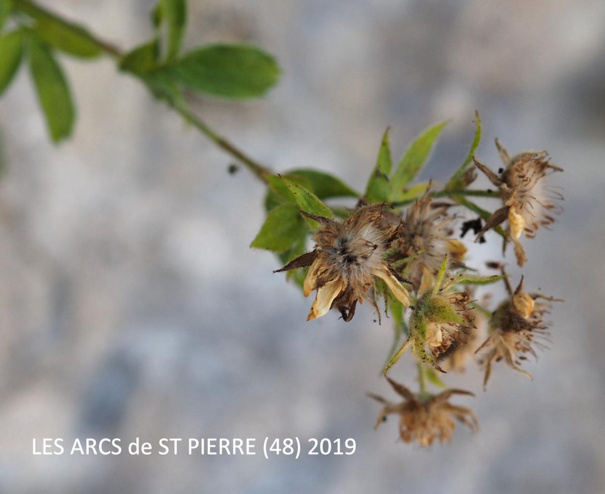 Cinquefoil, Cevenol fruit